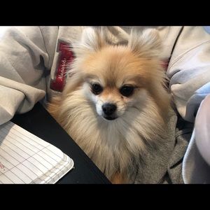 Meet your Posher, Mayra